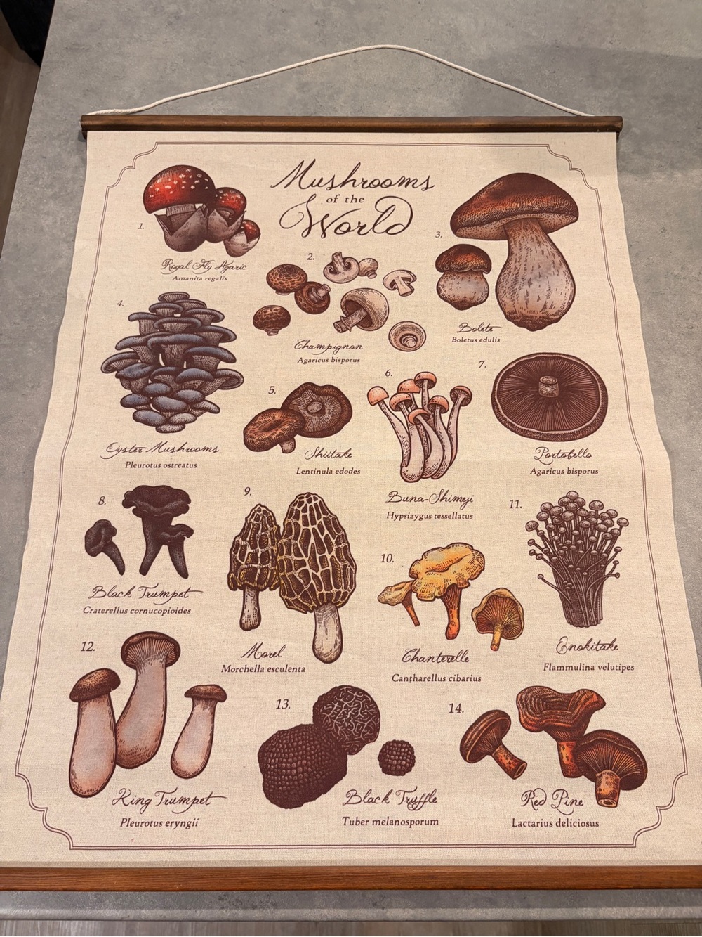Botanical Mushrooms of the World Wall Hanging Poster - Beige